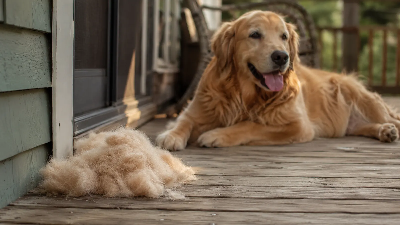 A neat pile of brushed-out dog fur on a wooden porch beside a relaxed golden retriever in evening light